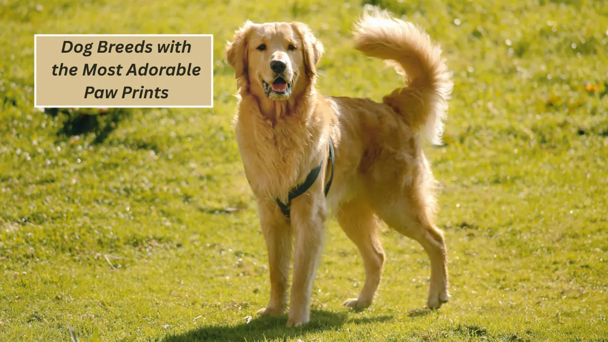 5 Dog Breeds With The Most Adorable Paw Prints