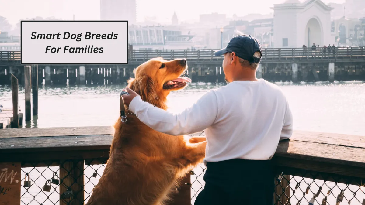 Top 6 Smart Dog Breeds For Families