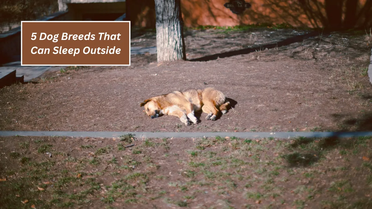 5 Dog Breeds That Can Sleep Outside