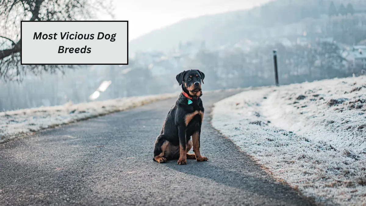 Top 6 Most Vicious Dog Breeds You Should Never Underestimate