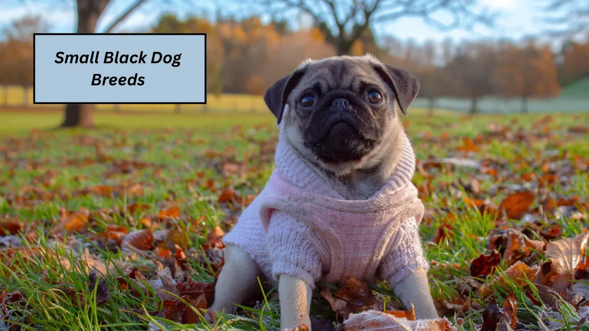 7 Small Black Dog Breeds That Are Big On Charm