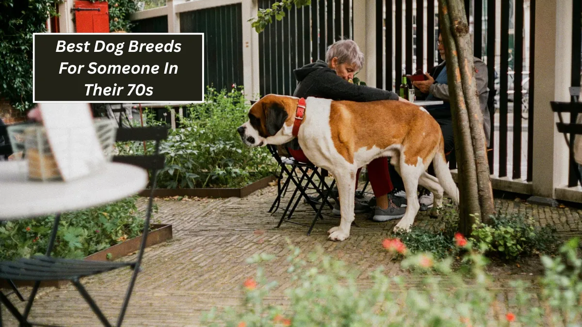 Top 7 Best Dog Breeds For Someone In Their 70s