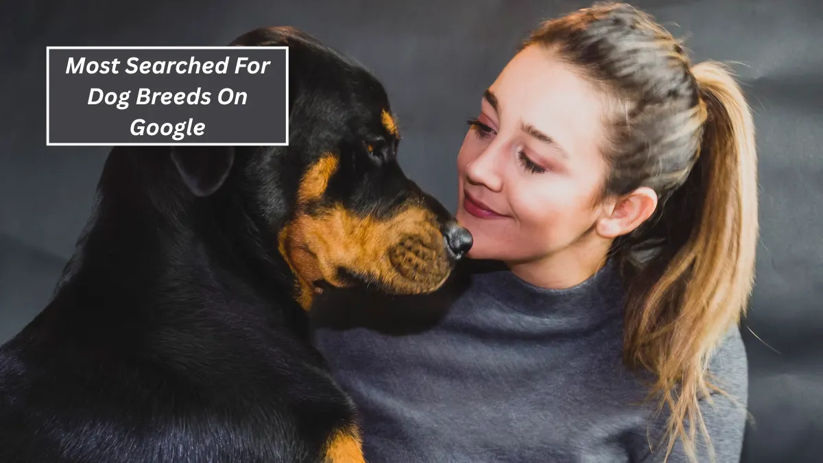 Top 7 Most Searched For Dog Breeds On Google